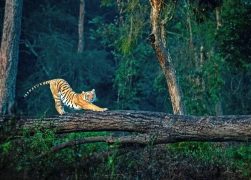 Rishikesh & Jim Corbett National Park Escap